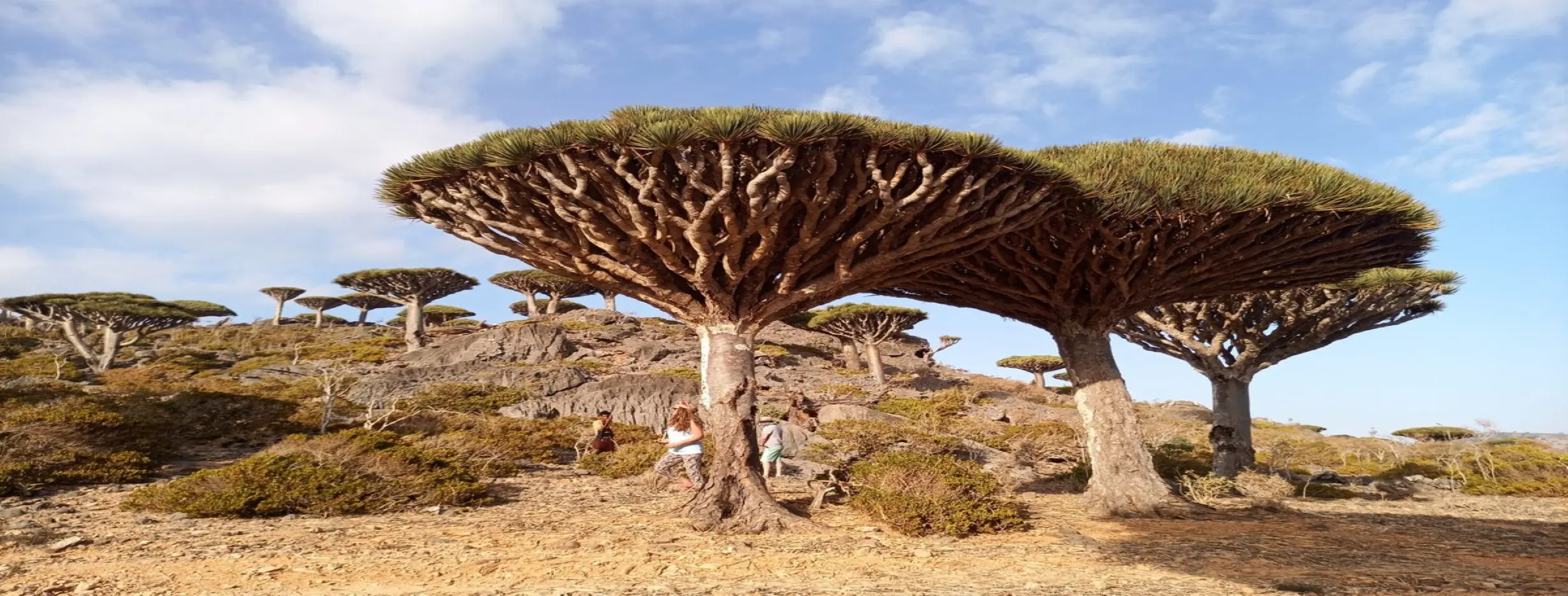 Image for Relax on Socotra Island